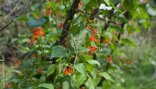 Foto Scarlet Runner Bean growing on the wooden structure in the vegetable garden - ornamental red and orange flowers, long edible pods wih pink seeds