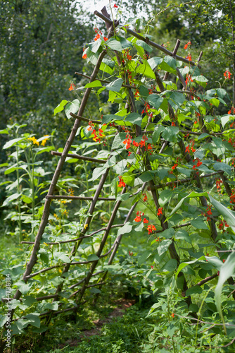 фотографія Scarlet Runner Bean growing on the wooden structure in the vegetable garden - ornamental red and orange flowers, long edible pods wih pink seeds
