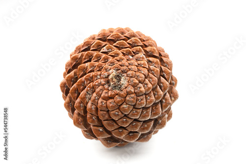 biological example of fibonacci spirals seen at a pine cone isolated on white background.