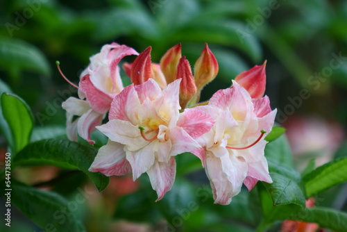 flower of azalea