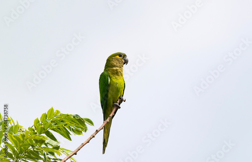 View of a Brown-throated Parakeet (Eupsittula pertinax) perched on a tree branch photo