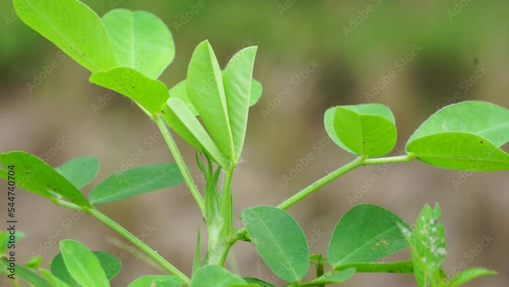Arachis hypogaea L. (Also called Kacang tanah, peanut, groundnut, goober, pindar, monkey nut) plant in the nature Arachis hypogaea L. (Also called Kacang tanah, peanut, groundnut, goober, pindar, monkey nut) plant in the nature