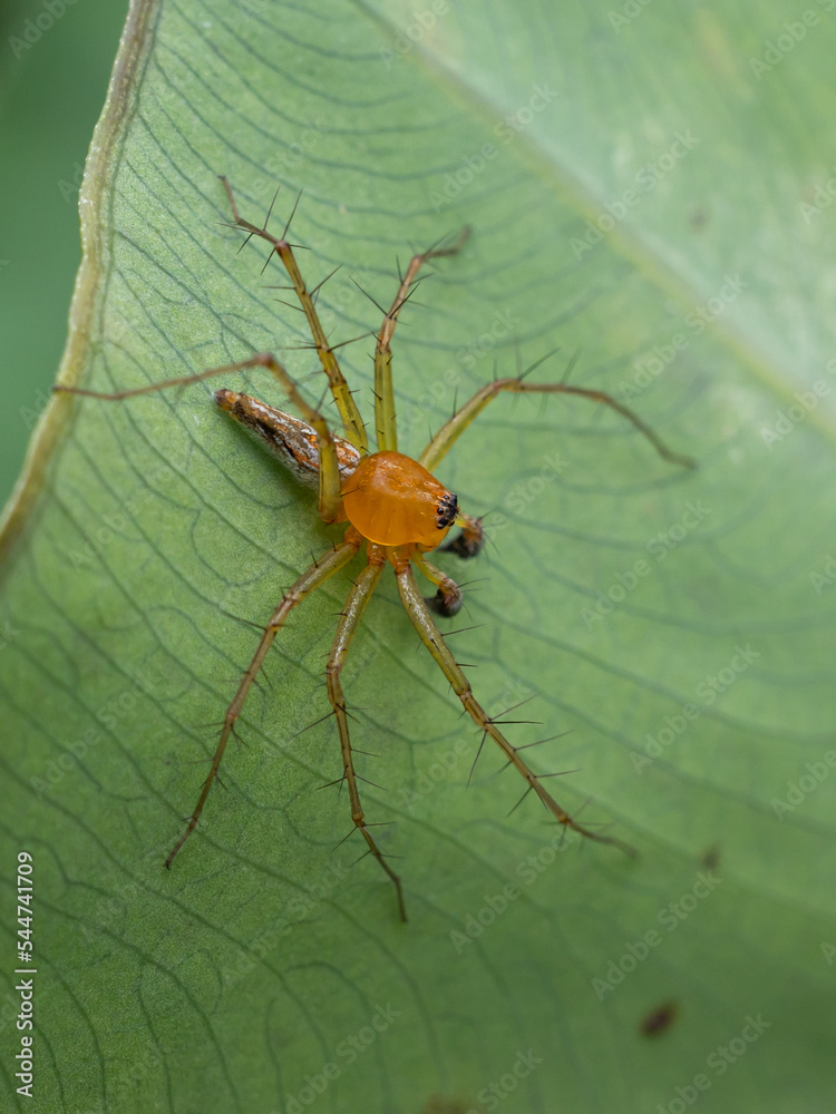 Oxyopes salticus is a species of spider in the family Oxyopidae. This species is also part of the genus Oxyopes and the order Araneae Oxyopes salticus is a species of spider in the family Oxyopidae. This species is also part of the genus Oxyopes and the order Araneae