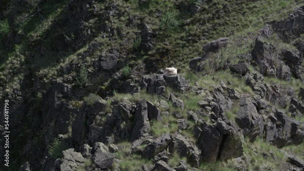 High aerial above mountain goat sitting on cliff in Hells Canyon, Idaho in springtime High aerial above mountain goat sitting on cliff in Hells Canyon, Idaho in springtime