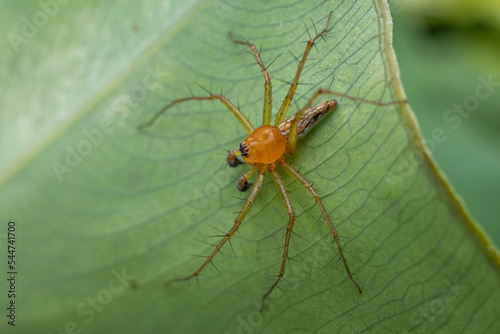Cuadro en lienzo Oxyopes salticus is a species of spider in the family Oxyopidae