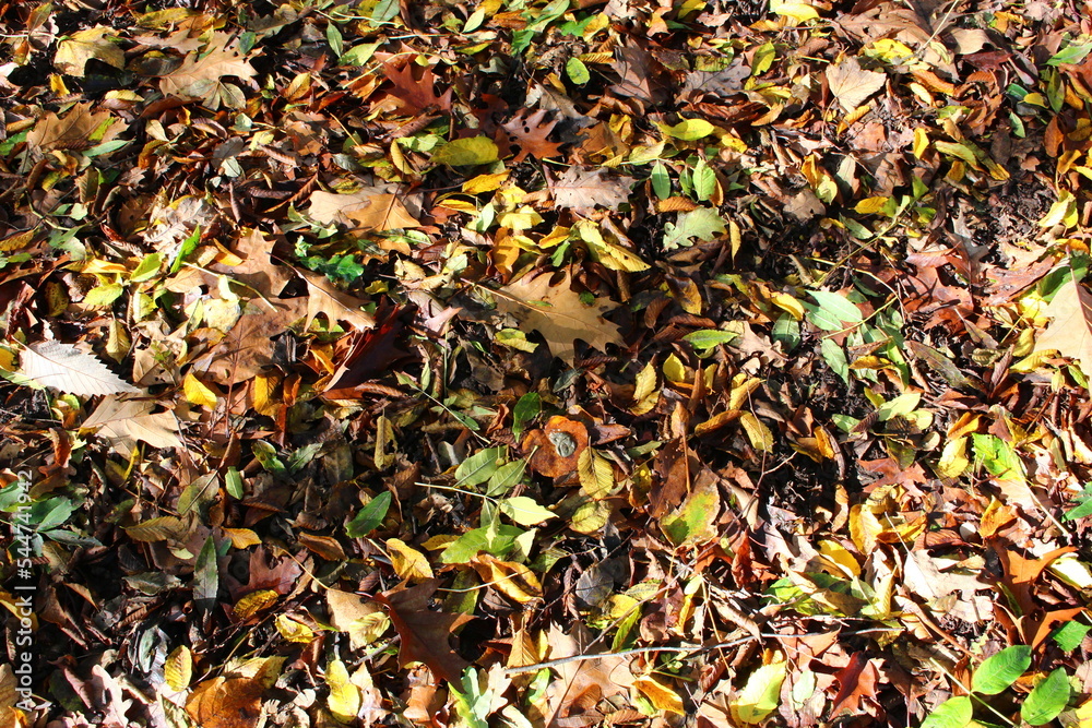 Brown, green, yellow, orange and red autumn leaves on the forest floor background