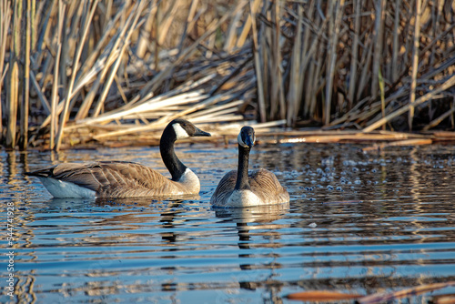 Canada goose (Branta canadensis) on the lake