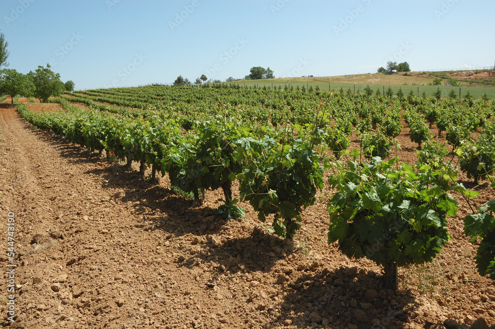 Spanish Vineyard