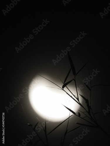 the beauty of the leaf silhouette