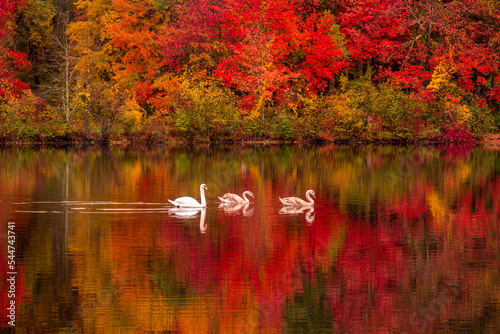 Swan Song