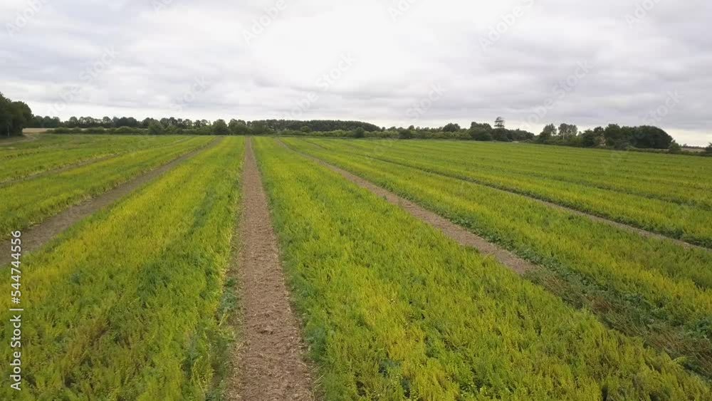 Panoramic View Of Spinach Seeds Production Used For Microgreens Panoramic View Of Spinach Seeds Production Used For Microgreens
