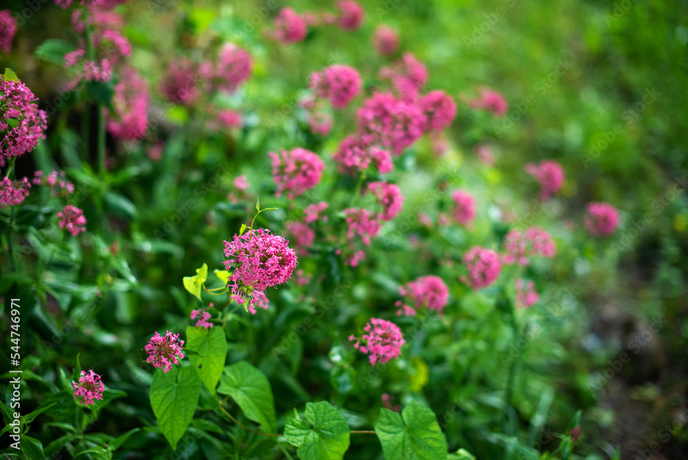 Blooming spirea by pink small flowers. The blossoming bush of a spirea in a summer garden Blooming spirea by pink small flowers. The blossoming bush of a spirea in a summer garden