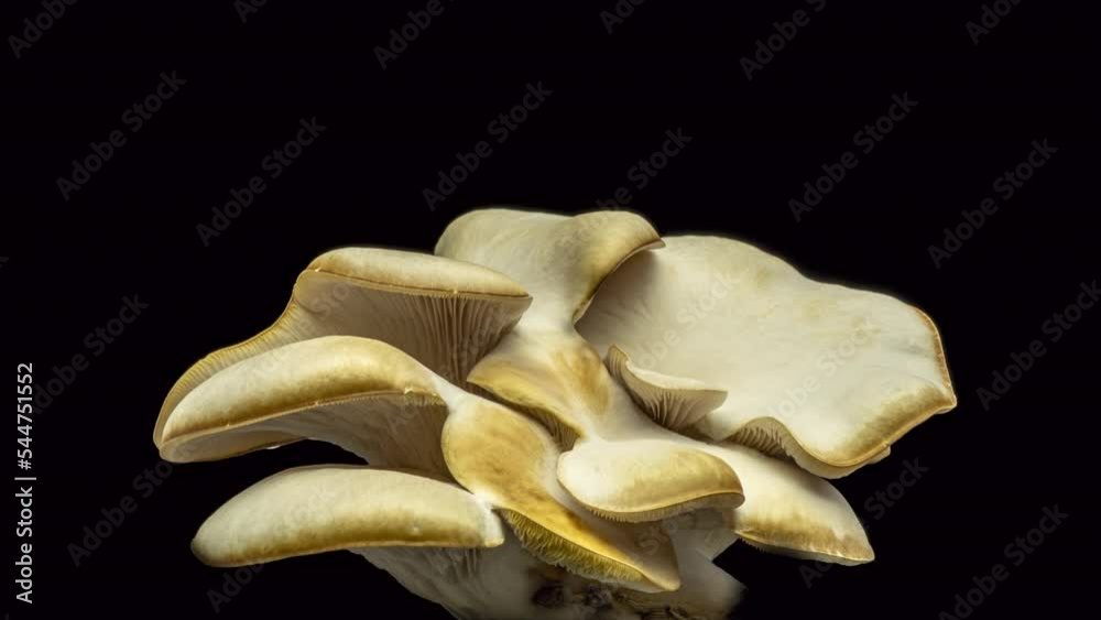 Growing oyster mushrooms rising from soil time lapse 4k footage.