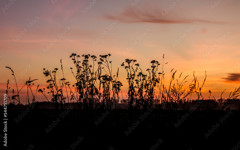 Bushes at sunset