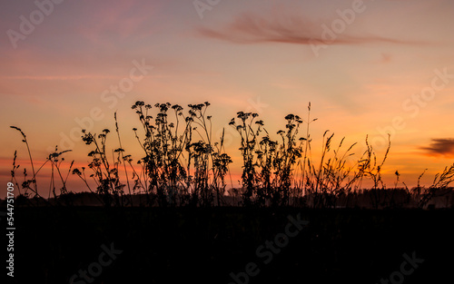 Bushes at sunset