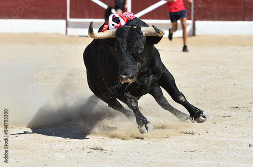 un toro negro bravo en una plaza de toros en españa