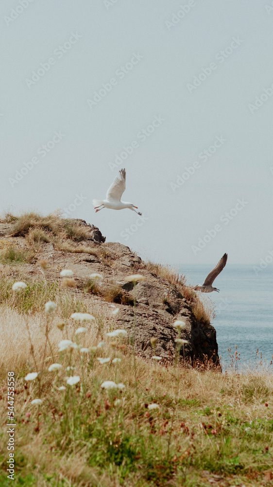 seagull flying off the rocks