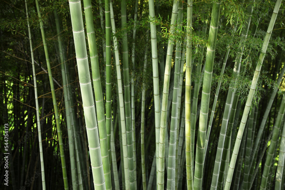 Beautiful green bamboo plants growing in forest Beautiful green bamboo plants growing in forest