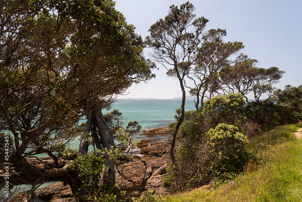 Pōhutukawa trees growing above the rocks on the headland at the southern end of Waipu Cove, Northland, New Zealand. Hen and Chicken Islands on the horizon in the background. Pōhutukawa trees growing above the rocks on the headland at the southern end of Waipu Cove, Northland, New Zealand. Hen and Chicken Islands on the horizon in the background.