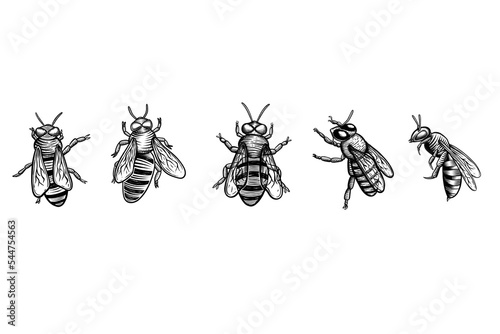 Set of insect. Honey bee collection isolated on white background. Hand drawn engraving vintage style illustrations, vector. Good for logo, icon, label, product,  honey farm, beekeeper etc.