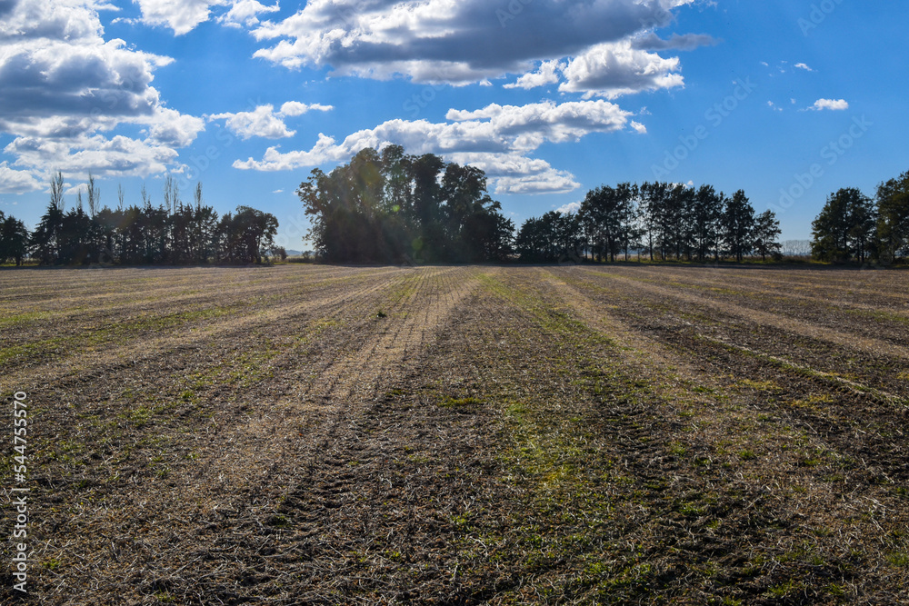 siembra maiz choclo en campo con cielo