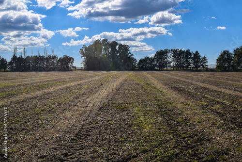 siembra maiz choclo en campo con cielo