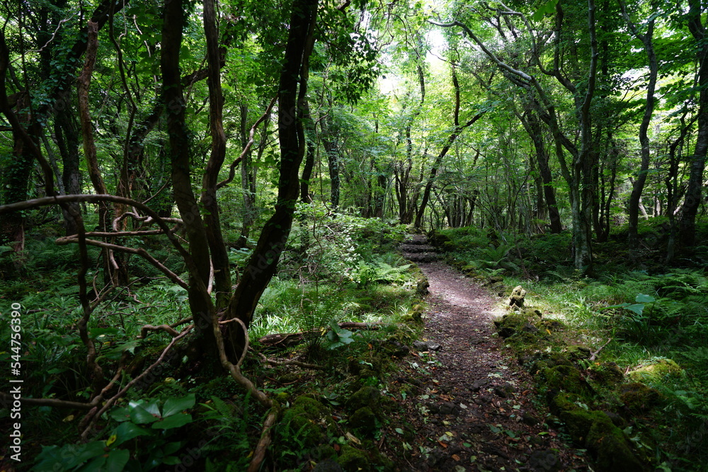 summer path through old trees and vines summer path through old trees and vines