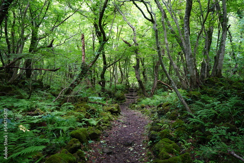 fine path through fern and mossy rocks