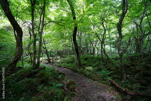 fresh green forest with path