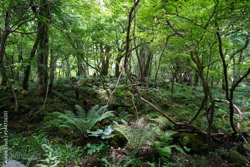 thick wild forest in the sunlight