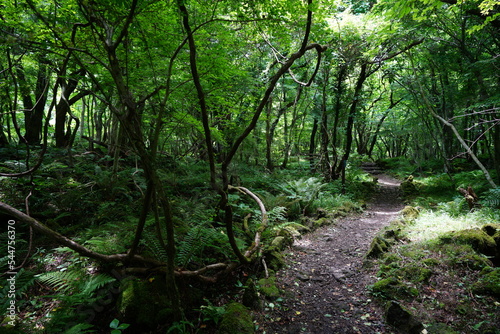 summer path through old trees and vines