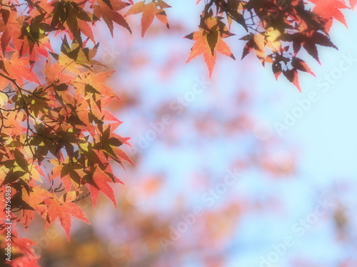 秋イメージふんわり紅葉もみじ