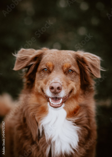 portrait of a dog © Elise