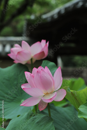 pink lotus flowers in Toshodai-ji temple