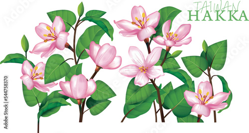 beautiful tung blossom;May snow of Taiwan;Hakka of Taiwan