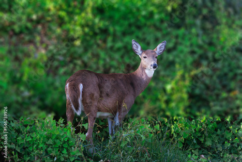 Fototapeta Naklejka Na Ścianę i Meble -  Deer around bushes