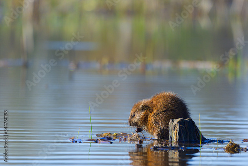 Muskrat Eating Breakfast, Hullett Marsh, Ontario