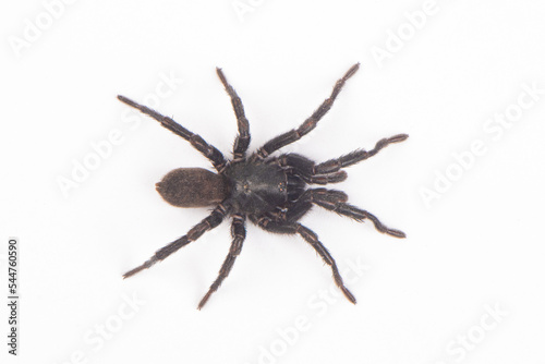 big brown spider Heteropoda venatoria isolated on white background.