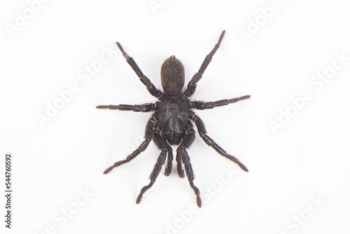 big brown spider Heteropoda venatoria isolated on white background.