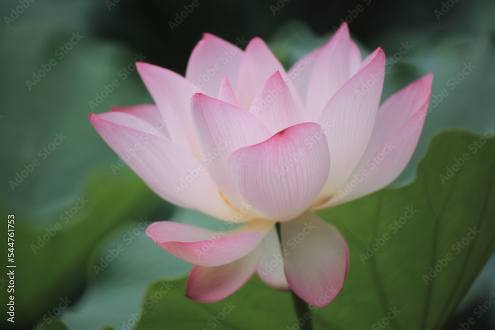 the Close up of a pink water  lotus flower in a pond