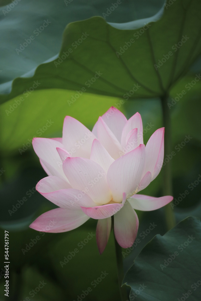 the Close up of a pink water lotus flower in a pond the Close up of a pink water lotus flower in a pond