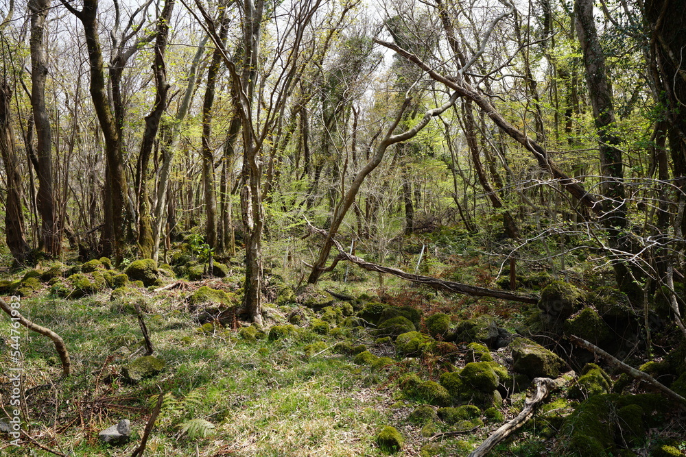 old trees and mossy rocks in wild forest old trees and mossy rocks in wild forest