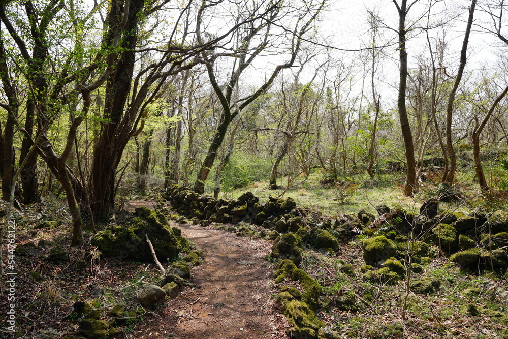 Fototapeta premium spring path through mossy rocks