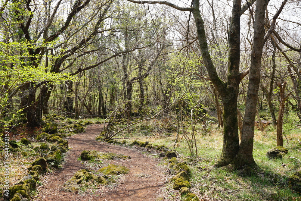 refreshing spring forest in the sunlight refreshing spring forest in the sunlight