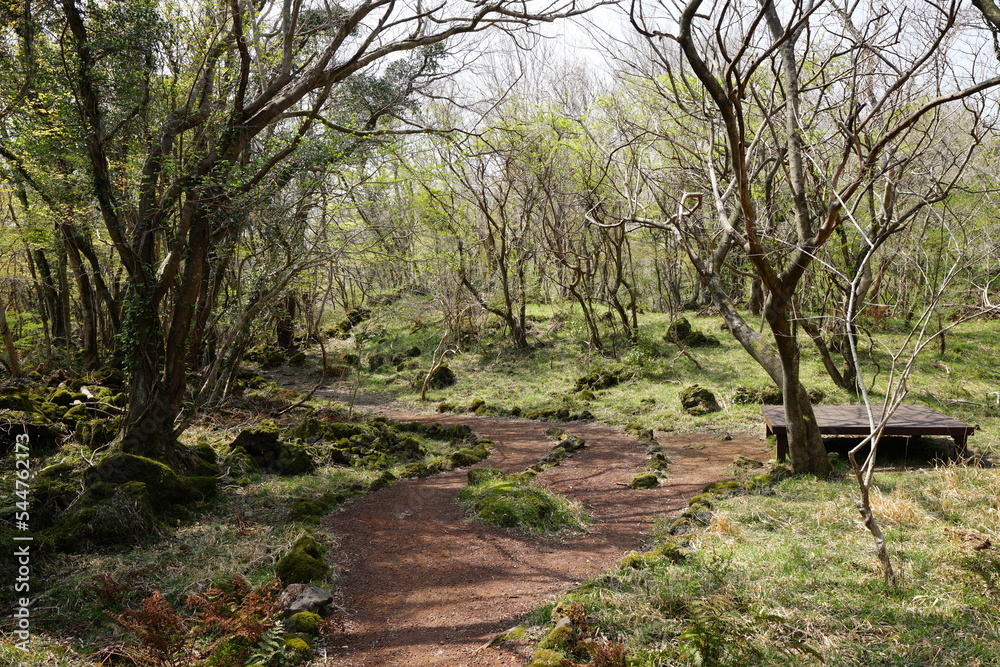 Fototapeta premium refreshing spring forest in the sunlight