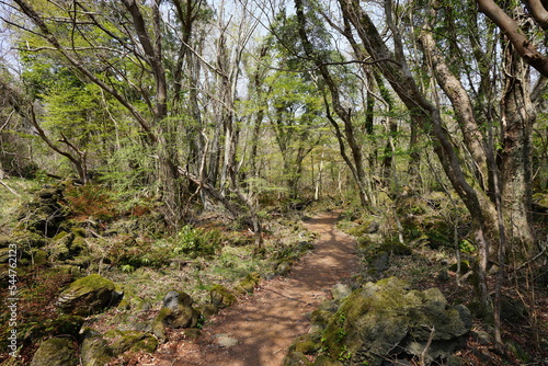 Fototapeta Naklejka Na Ścianę i Meble -  spring path through thick wild forest