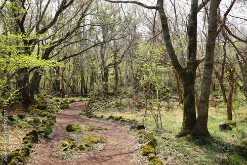 refreshing spring forest in the sunlight