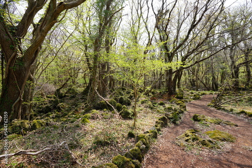 fascinating path in spring forest