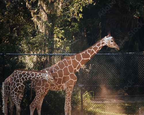 Photography Powerful African Safari Giraffe of the wild