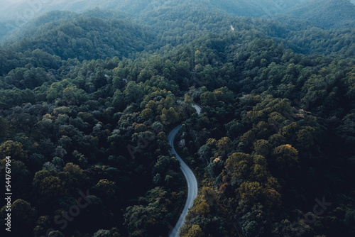 road and forest at dusk